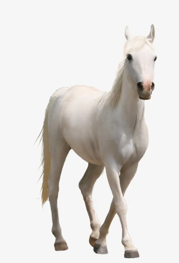 马素描马图标 白色白马免抠