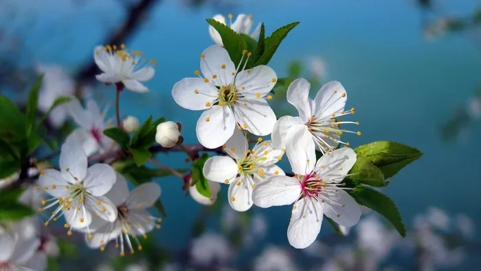 白色樱桃花绽放，春天高清
