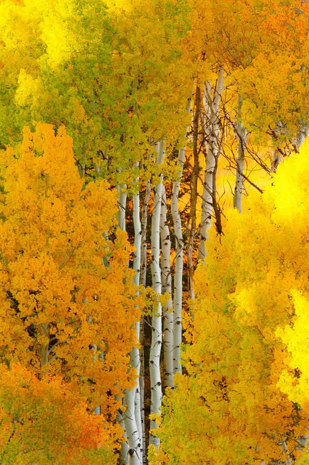 黄色秋天枫叶树林免抠
