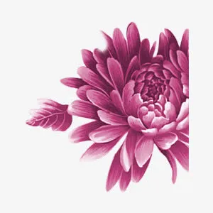 紫色牡丹花中国风装饰元素免抠