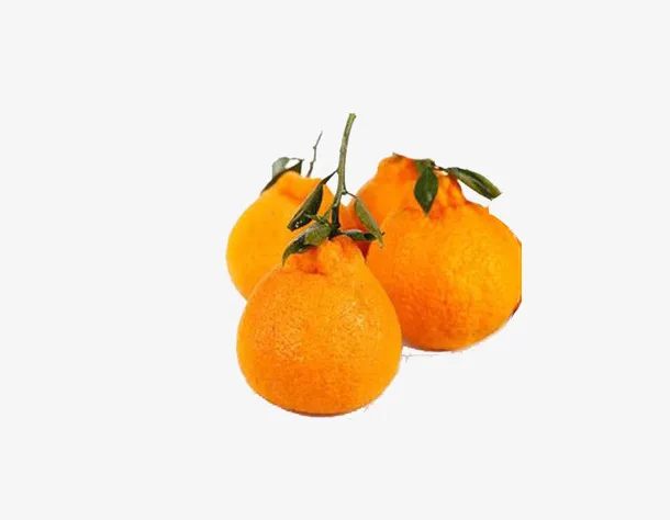 四个橙色四川特色水果丑桔免抠
