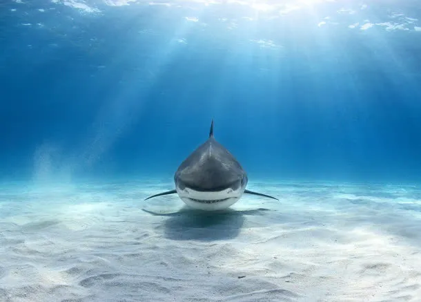 海洋里的动物大鲨鱼免抠