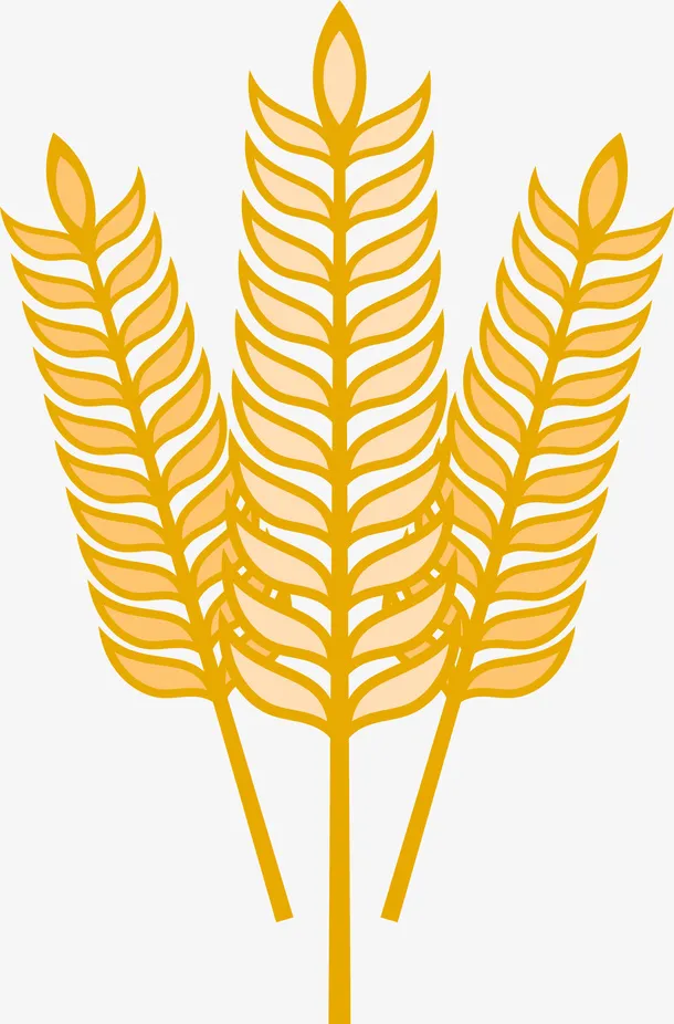 农作物小麦麦穗素材图免抠