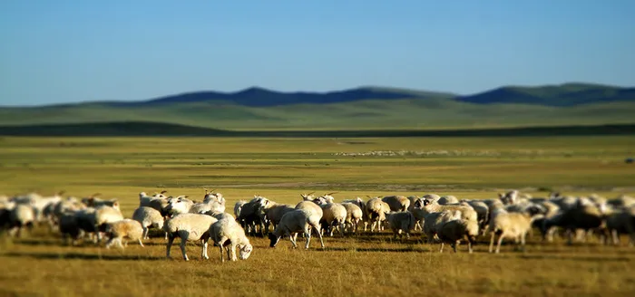 内蒙古草原上的羊高清