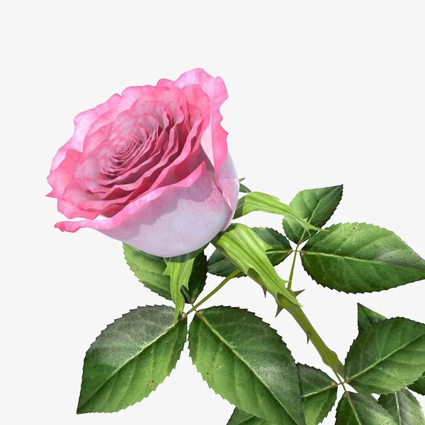一支花瓣粉红色盛开单支玫瑰免抠