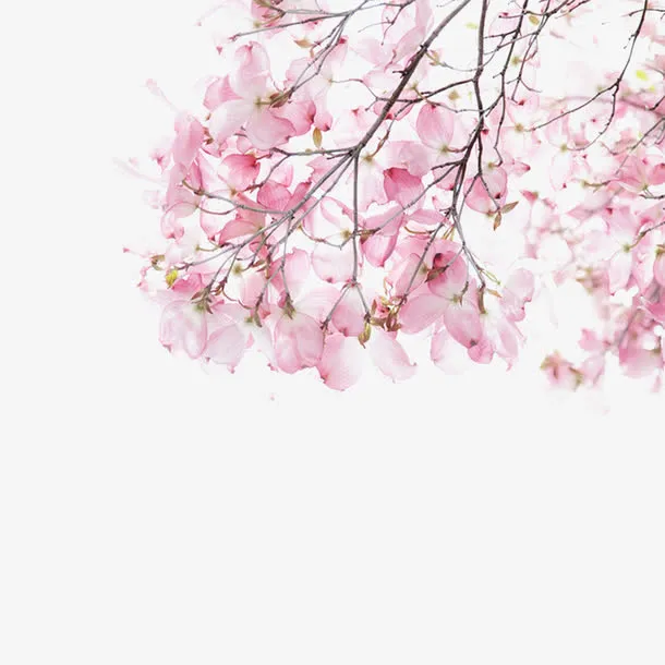 水彩粉色桃花插画免抠动植物植物元素