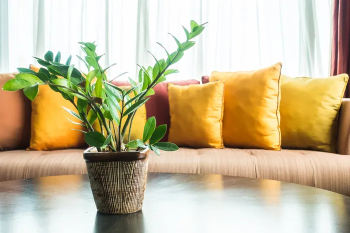 奢华欧式抱枕沙发桌子桌面植物盆栽窗床帘高清