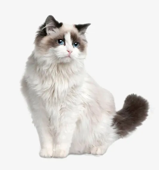 真实猫咪免扣图布偶猫免抠动植物动物元素