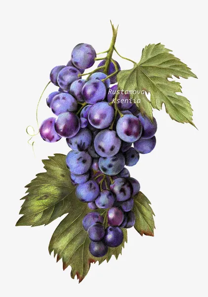 紫色的葡萄免抠