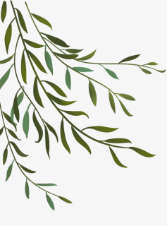 柳树柳叶春天免抠动植物植物元素