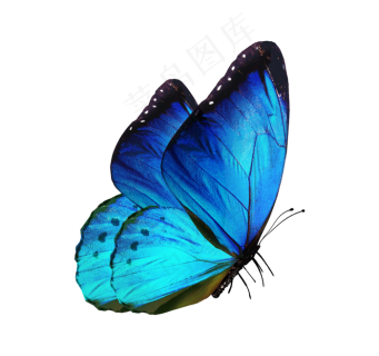 蓝蝴蝶图片