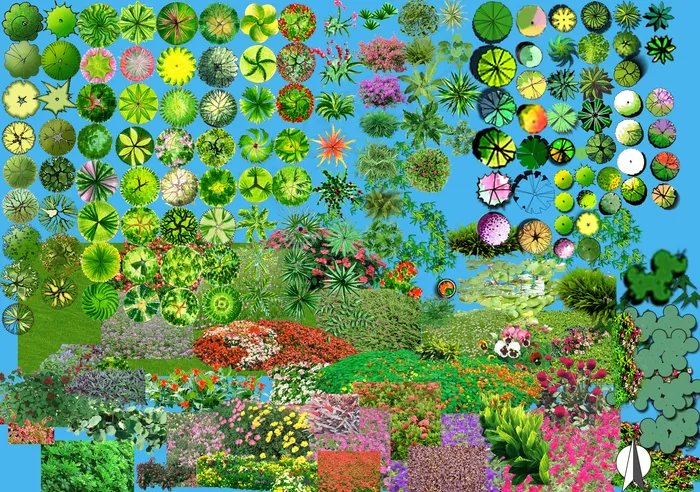 景观植物素材彩平图大全图片