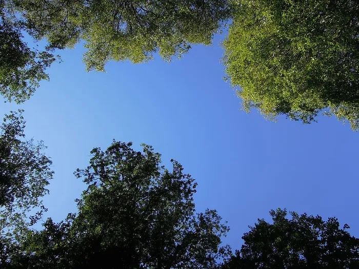 天空，蓝色，蓝色的天空，芬兰的，木头，树，桦树，树枝