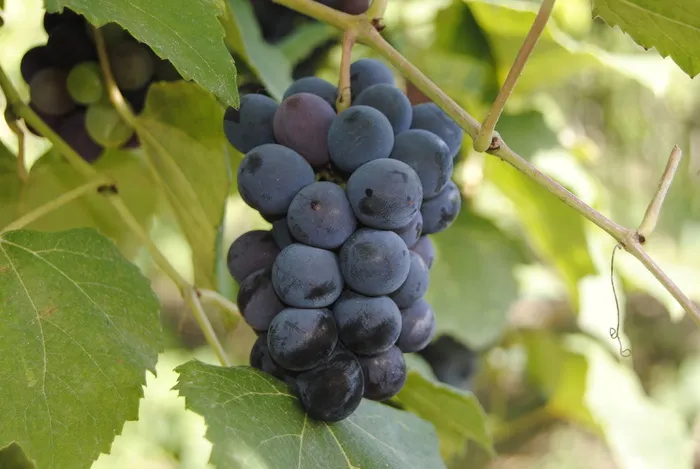 葡萄，紫色，葡萄酒，水果，健康饮食，植物部分，食物，叶子
