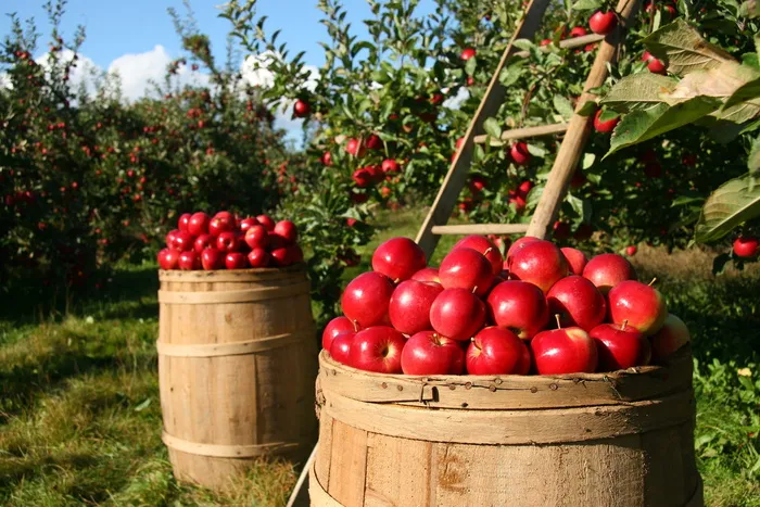 照片，红色，苹果，棕色，桶，果园，苹果，水果