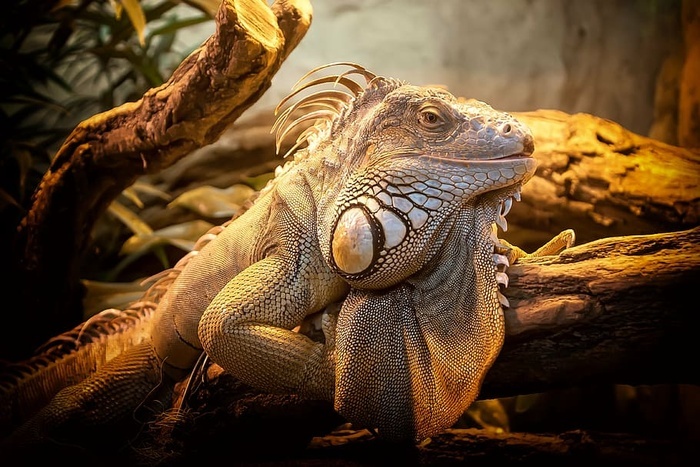 褐鬣蜥蜥蜴近親自然爬行動物動物生物一種動物