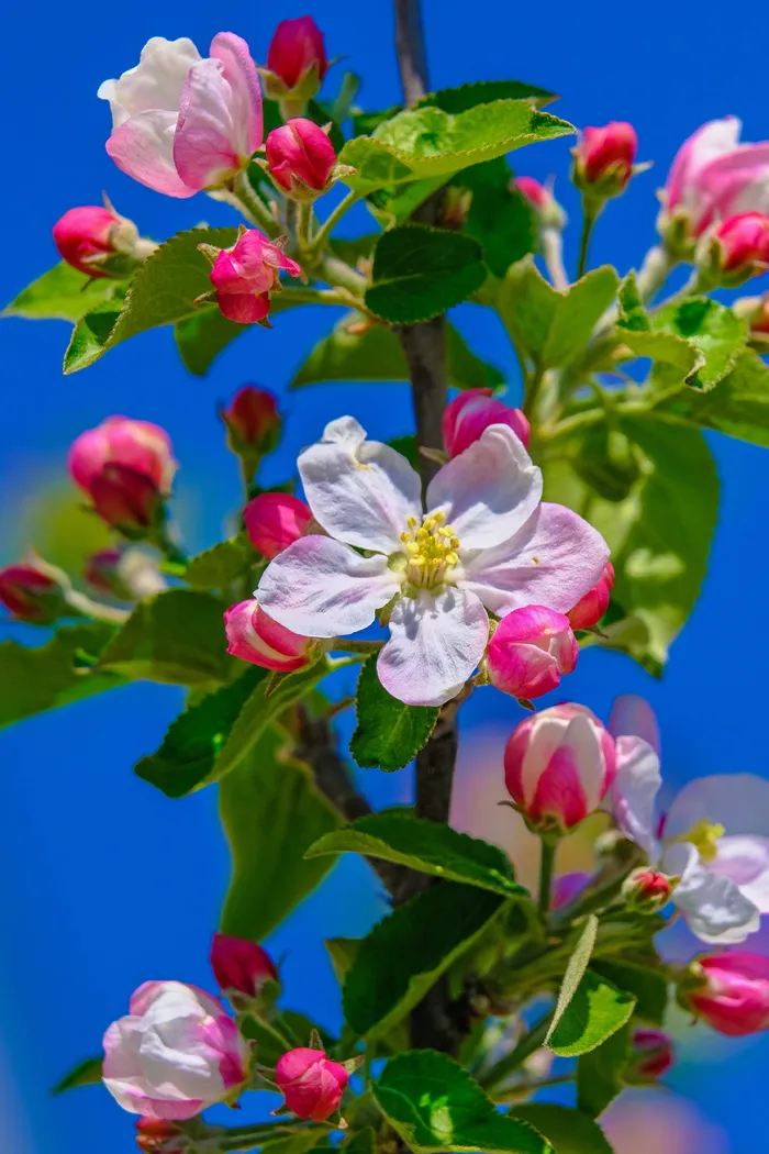 开花，苹果树，春天，自然，开花，苹果树花，树枝，苹果花树枝
