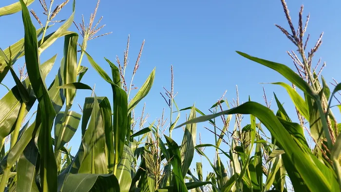 玉米田，蓝色，天空，玉米田，单一栽培，景观，农业，玉米田