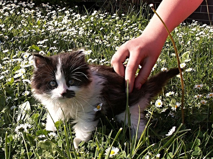 小猫 黑 白 细节 手 草坪 花园 一只动物 菜鸟图库