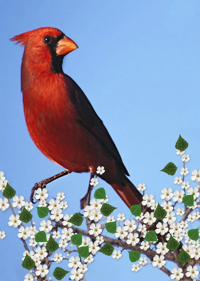 红色，鸟，悬挂，树，红衣主教雄，开花枝，卡片数字，艺术