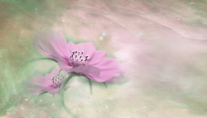 粉红色 宇宙花卉画 开花 花 植物 关闭 鲜花 菜鸟图库