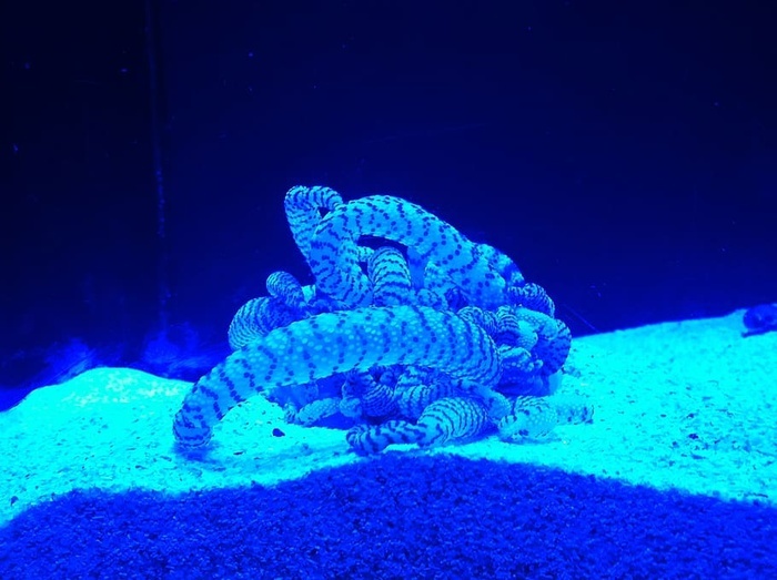 海葵紫外线蓝色水下海洋动物主题水野生动物