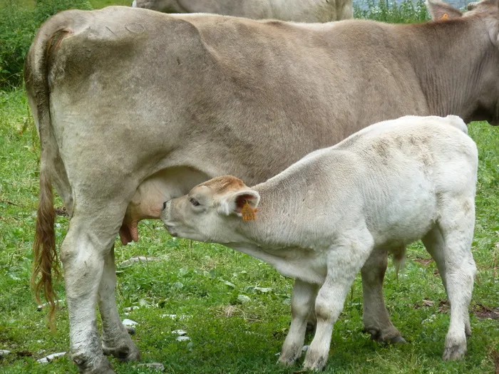 哺乳动物，牲畜，牛奶，动物，奶牛，小牛肉，阿拉贡，家畜