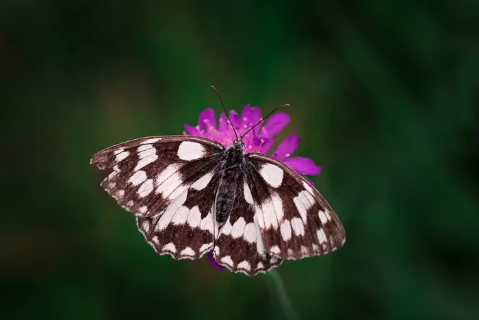 黑白蝴蝶的倾斜摄影