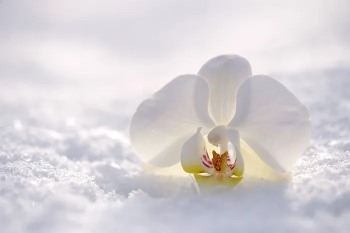 白色，飞蛾兰花，雪，兰花，花，花，花，开，开，自然