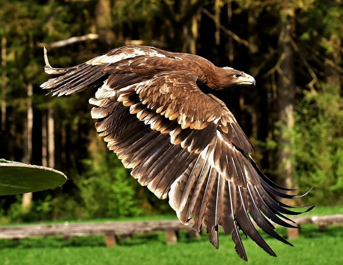 本素材作品名称为褐飞鹰,阿德勒,猛禽,猛禽,动物,苍蝇,贵族,猎物,素材