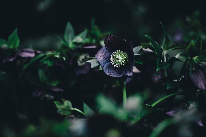 选择性聚焦照片紫色帕斯克花花植物自然深色