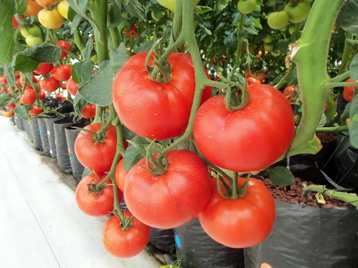 番茄，蔬菜，蔬菜，水果，辣椒，红色，自然，绿色