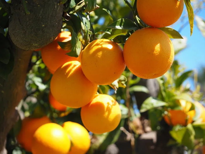 橙子，水果，橘子树，柑橘类水果，树，叶子，美学，树叶