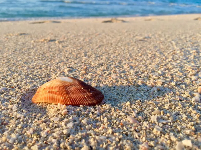 贝壳，沙，孤独，海滩，海，海岸，海岸，水