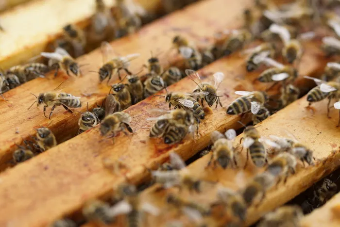 蜜蜂农场，蜂巢，蜜蜂，昆虫，蜜蜂，蜂蜜，蜂巢，住宅结构