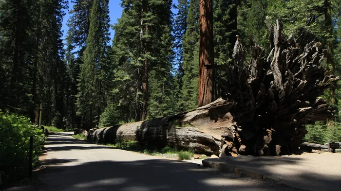 Redwood，Yosemite，California，Yosemite，California，park，national，sequoia，tree