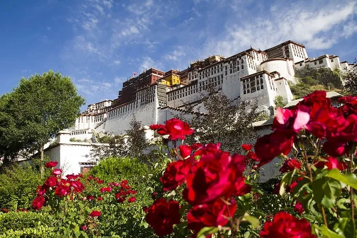 西藏，纯，植物，建筑结构，建筑外观，花卉，建筑