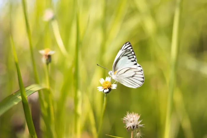 白花上的黑白蝴蝶
