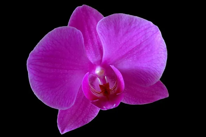 兰花，花朵，紫色花朵，兰花，花朵，紫色，特写，自然，飞蛾兰花