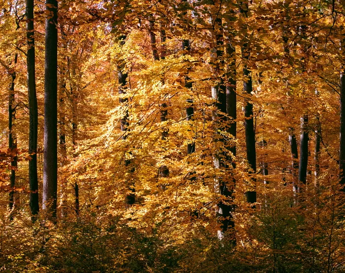 秋季, 秋天的森林, 落叶林, 落叶乔木, 叶子, 出现, 秋天的落叶, 性质