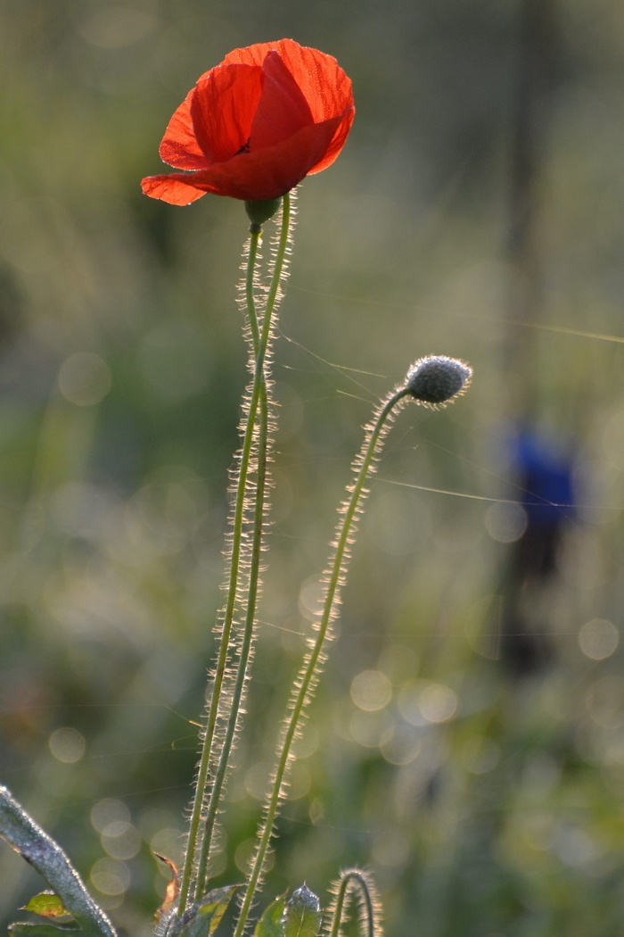 罂粟花11月花网秋天季节花红色