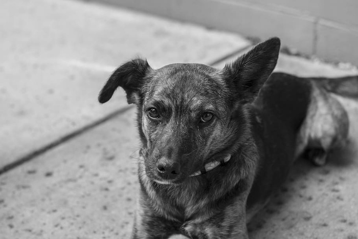 狗黑白小狗动物一只动物家养宠物哺乳动物