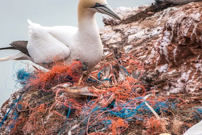 死鸟，安全网，精神网络，塑料废物，海洋污染，污染，塑料，风险