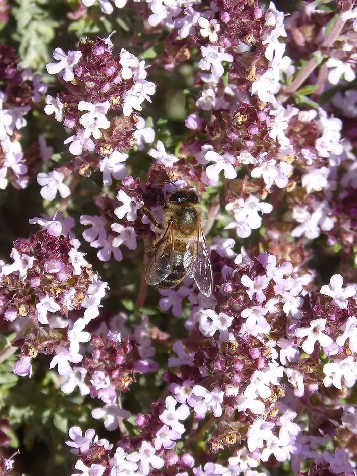 蜜蜂，利巴，百里香，百里香蜂蜜，花粉，开花植物，花，一种动物