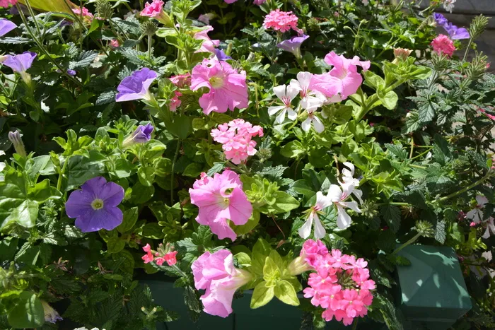 花卉，植物，jardiniere，offer，愉悦，粉色，植物学，花卉夏季