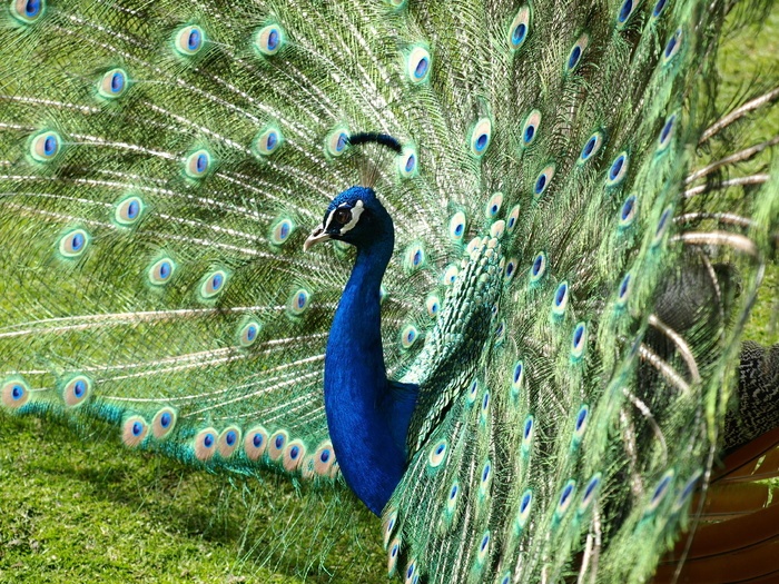 孔雀 颜色 彩虹色 蓝色 鸟 蓝色 鸟 Pavo Cristatus 孔雀羽毛 菜鸟图库