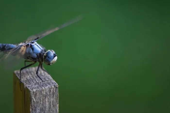 蓝蜻蜓栖息在棕棒上的选择性聚焦照片