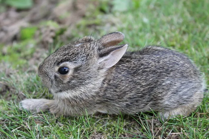 灰色，兔子，田野，白天，兔子，兔子，可爱，动物，小