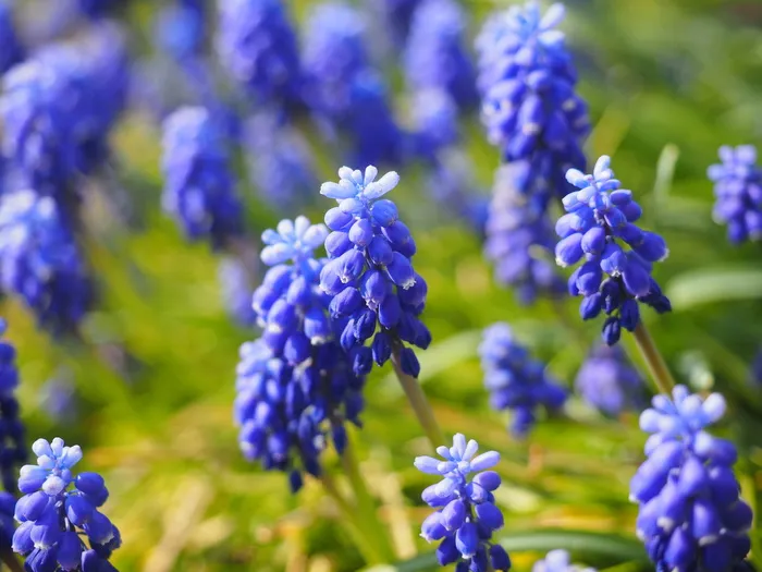 麝香，花朵，蓝色，普通葡萄风信子，风信子，观赏植物，园林植物，葡萄麝香