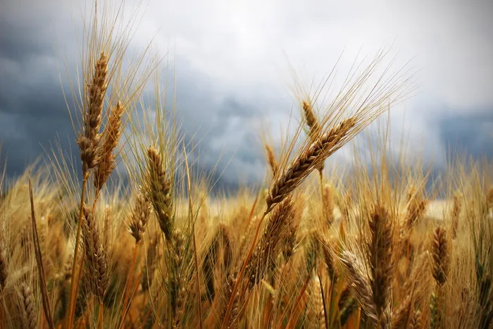 麦田，穗，小麦，雷雨，铅灰色的天空，运动，田地，农业